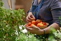 Tomato, picking and farm worker with vegetables for nutrition, growth and food production in China. Organic, agriculture Royalty Free Stock Photo