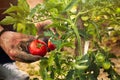 Tomato picking in garden Royalty Free Stock Photo