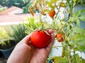 Tomato picking Royalty Free Stock Photo