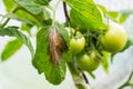 Tomato plague or phytophtorosis on the plant leaves in the greenhouse Royalty Free Stock Photo