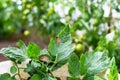 Tomato plague or phytophtorosis on the plant leaves in the greenhouse Royalty Free Stock Photo