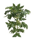 Tomato Plant Royalty Free Stock Photo