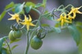 Tomato plant Royalty Free Stock Photo