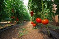 Tomato plant Royalty Free Stock Photo