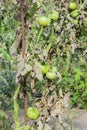 Tomato plant affected by fusarium blight. Fusarium oxysporum