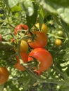 Tomato plant with cherry tomatoes in the garden. Royalty Free Stock Photo
