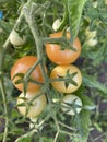 Tomato plant with cherry tomatoes in the garden. Royalty Free Stock Photo