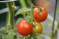 Tomato Plant with Cherry Tomatos Turning Ripe Royalty Free Stock Photo