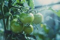 Tomato plant developing fruit, green tomatoes growing Royalty Free Stock Photo