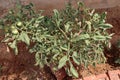 Tomato plant in farmer land as a cultivation
