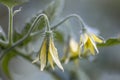 Tomato plant flower closeup. Growing tomatoes in the greenhouse Royalty Free Stock Photo