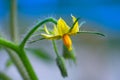 Tomato plant flower macro close up Royalty Free Stock Photo