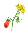 Tomato plant flower with red and green tomatoes Royalty Free Stock Photo