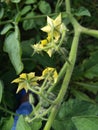 Lycopersicon. Blooming tomato plant in the vegetable garden. Flowers of tomato on the seedling Royalty Free Stock Photo