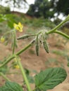 Lycopersicon. Blooming tomato plant in the vegetable garden. Flowers of tomato on the seedling Royalty Free Stock Photo