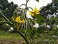 Lycopersicon. Blooming tomato plant in the vegetable garden. Flowers of tomato on the seedling Royalty Free Stock Photo