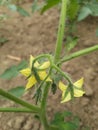 Lycopersicon. Blooming tomato plant in the vegetable garden. Flowers of tomato on the seedling Royalty Free Stock Photo