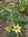 Lycopersicon. Blooming tomato plant in the vegetable garden. Flowers of tomato on the seedling Royalty Free Stock Photo