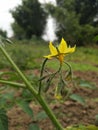 Lycopersicon. Blooming tomato plant in the vegetable garden. Flowers of tomato on the seedling Royalty Free Stock Photo