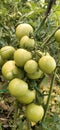 Tomato plant with fruits cultivated by Indian farmers green fruits in clusters vegetables farming in Bihar India