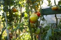 Tomato plant with fruits Royalty Free Stock Photo