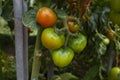 Tomato plant fruits Royalty Free Stock Photo