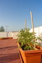 Tomato plant in full production planted in a plastic pot in an urban garden on the terrace of a house