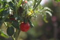 Tomato plant in garden in sunny Provence