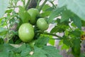 Tomato Plant in Garden