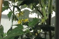 Tomato plant gives yellow flowers