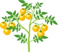 Tomato plant with green leaf and ripe yellow tomatoes