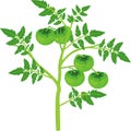 Tomato plant with green leaf and unripe green tomatoes