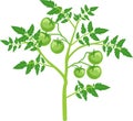 Tomato plant with green leaf and unripe green tomatoes