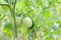 Tomato plant , green tomatoes in a greenhouse horticulture vegetables - tomato growing fresh bunch of young tomatoes natural Royalty Free Stock Photo