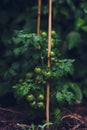 Tomato plant with green tomatoes after rain Royalty Free Stock Photo