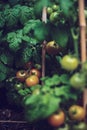 Tomato plant with green tomatoes after rain Royalty Free Stock Photo