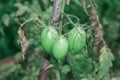 Tomato plant with green tomatoes Royalty Free Stock Photo