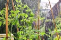 Tomato plant with green unripe tomatoes during rain shower Royalty Free Stock Photo