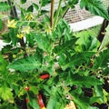 Tomato Plant in the greenhouse Royalty Free Stock Photo