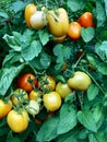 Tomato Plant Garden And Food Agriculture Royalty Free Stock Photo