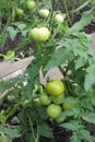 TOMATO PLANT IN GREENHOUSE