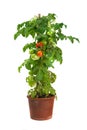 Tomato plant growing in a flower pot isolated on white Royalty Free Stock Photo