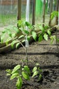 Tomato plant growing in greenhouse Royalty Free Stock Photo