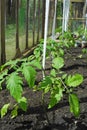 Tomato plant growing in greenhouse Royalty Free Stock Photo