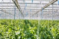 Tomato plant growing in greenhouse Royalty Free Stock Photo