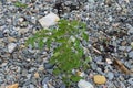 Tomato plant grows wild on the beach at ORD, Isle of Skye Royalty Free Stock Photo