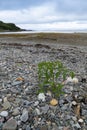Tomato plant grows wild on the beach at ORD, Isle of Skye Royalty Free Stock Photo