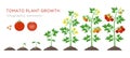 Tomato plant growth stages infographic elements in flat design. Planting process of tomato from seeds sprout to ripe
