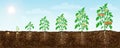 Tomato plant growth stages from seed to flowering and ripening. illustration of tomato feld and life cycle of healthy