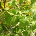 The tomato plant has compound leaves. A compound leaf is made up of leaflets which are distributed along the leaf rachis. Royalty Free Stock Photo